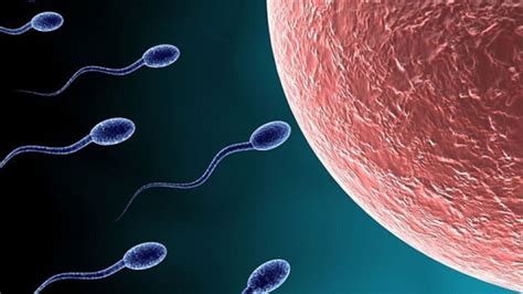 temps spermatozoïdes ovule|Le parcours des spermatozoïdes jusquà lovule